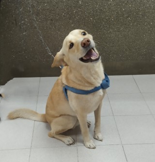 mascota